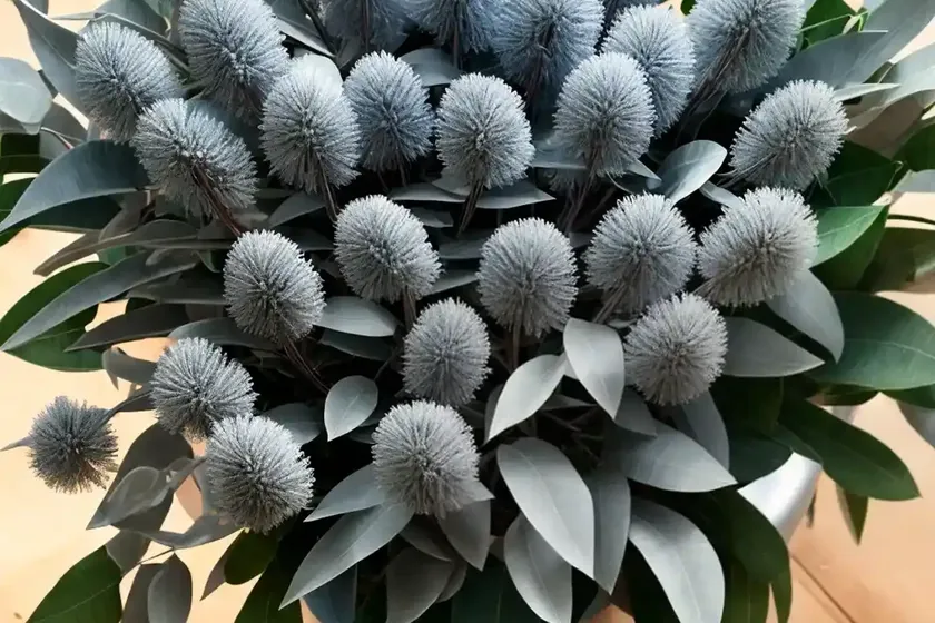 Eucalyptus Pulverulenta ‘Baby Blue’ (Florist Silver Dollar) — photo 3