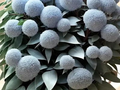 Eucalyptus Pulverulenta ‘Baby Blue’ (Florist Silver Dollar)