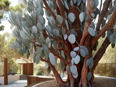 Eucalyptus Rubida (Candlebark)
