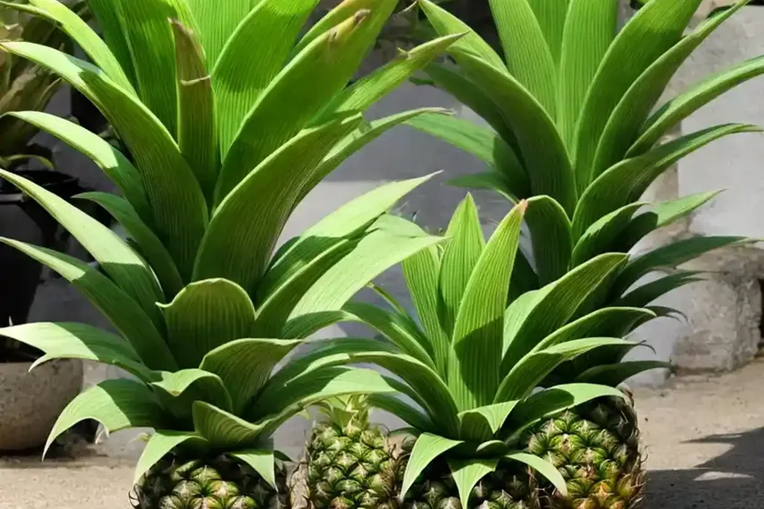 Eucomis autumnalis (pineapple lily) — photo 3