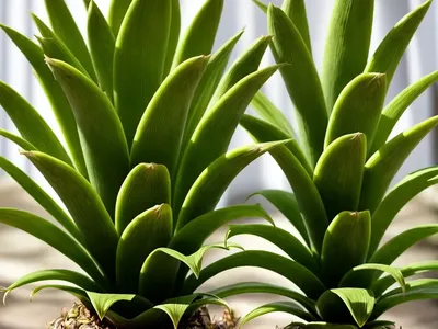Eucomis Autumnalis (Pineapple Lily)