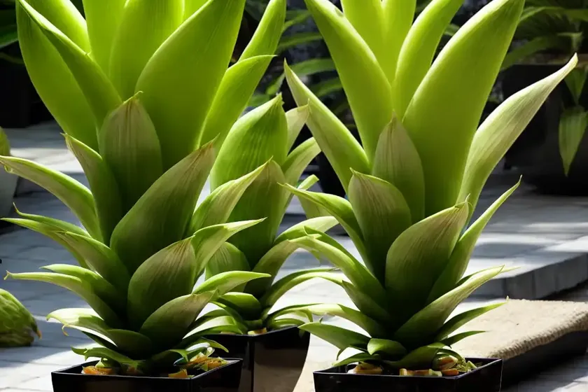 Eucomis bicolor (pineapple lily) — photo 2