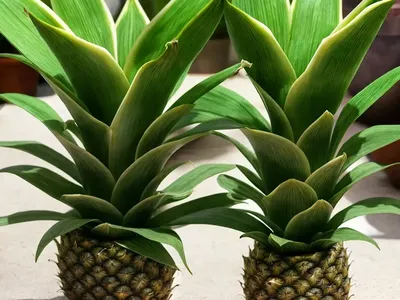 Eucomis Bicolor (Pineapple Lily)