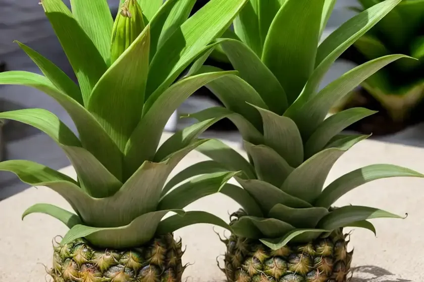 Eucomis comosa ‘reuben’ (pineapple lily) — photo 2