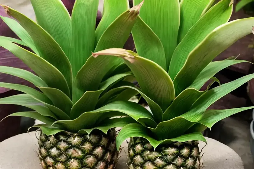 Eucomis comosa ‘reuben’ (pineapple lily) — photo 3