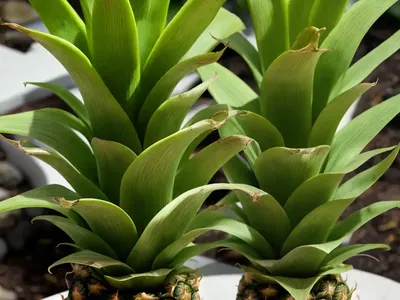Eucomis Comosa ‘Reuben’ (Pineapple Lily)