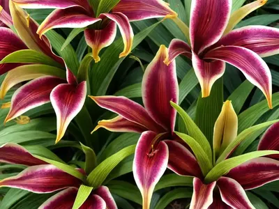 Eucomis Comosa ‘Sparkling Burgundy’ (Pineapple Lily)