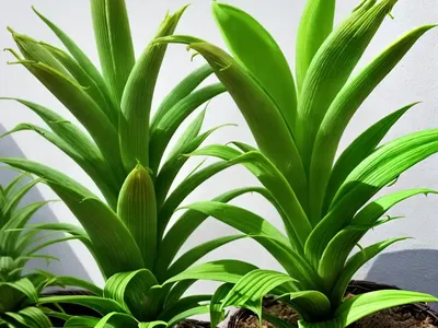 Eucomis ‘Glow Sticks’ (Pineapple Lily)