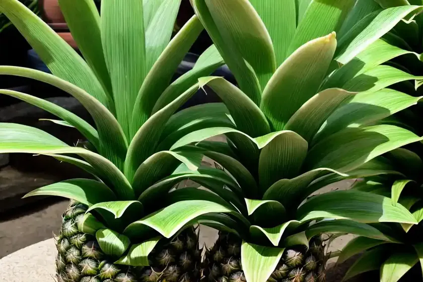 Eucomis ‘tugela jade’ (pineapple lily) — photo 2