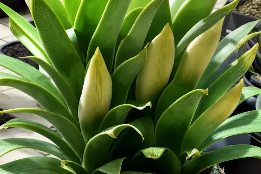 Eucomis ‘tugela jade’ (pineapple lily) — photo 3