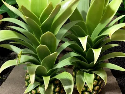 Eucomis ‘Tugela Jade’ (Pineapple Lily)
