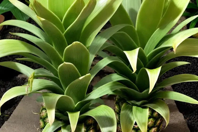 Eucomis ‘tugela jade’ (pineapple lily)
