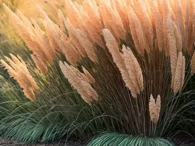 Eulalia (Miscanthus Sinensis ‘November Sunset’)