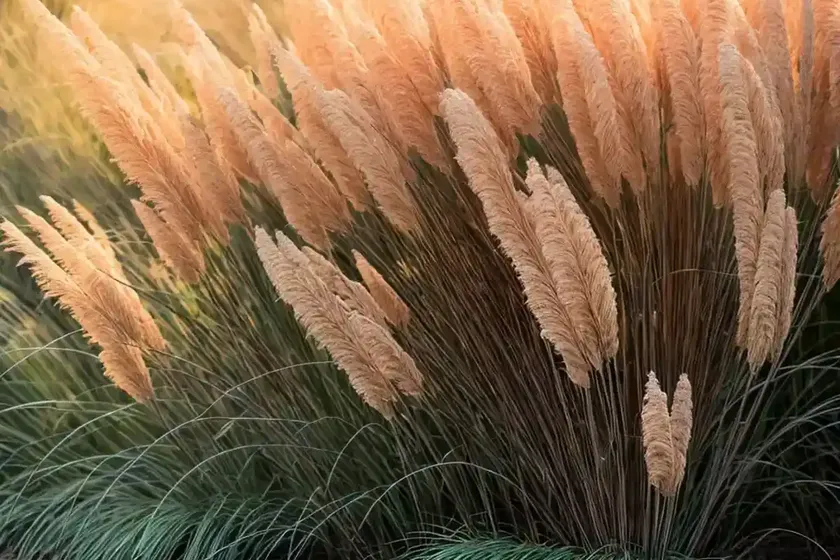 Eulalia (Miscanthus Sinensis ‘November Sunset’)