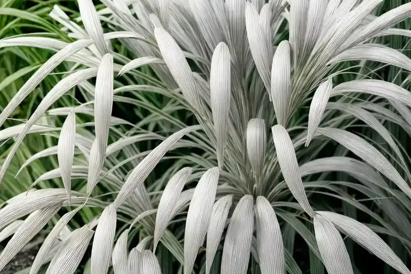 Eulalia (Miscanthus Sinensis ‘Silberspinne’ SILVER SPIDER) — photo 2
