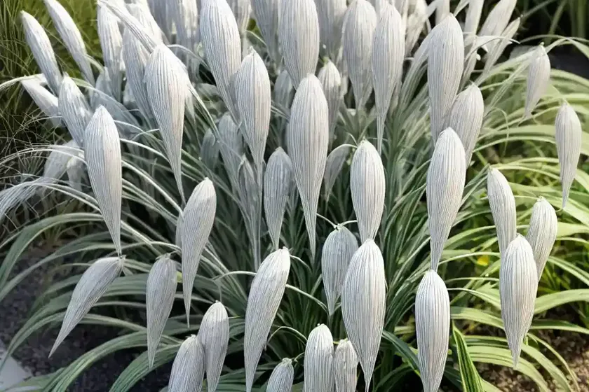 Eulalia (Miscanthus Sinensis ‘Silberspinne’ SILVER SPIDER) — photo 3