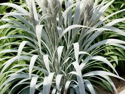 Eulalia (Miscanthus Sinensis ‘Silberspinne’ SILVER SPIDER)
