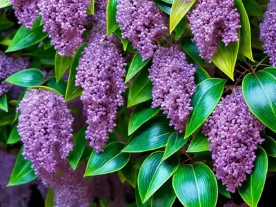 Euonymus Fortunei ‘Coloratus’ (Purple Wintercreeper)