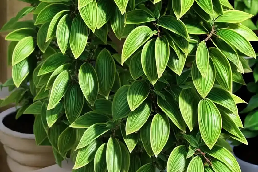 Euonymus fortunei ‘emerald gaiety’ (wintercreeper) — photo 3