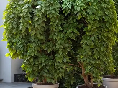 Euonymus Fortunei ‘Emerald ‘n’ Gold’ (Wintercreeper)