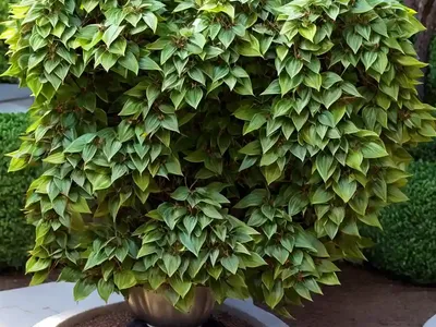 Euonymus Fortunei Gold Splash� (Wintercreeper)