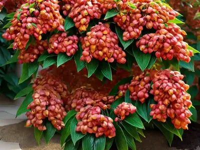Euonymus Fortunei Goldy� ‘ (Wintercreeper)