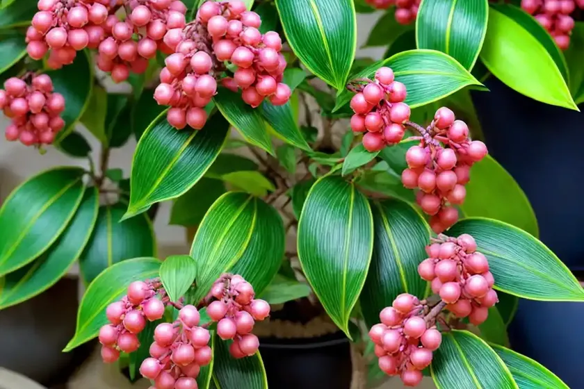 Euonymus japonicus ‘microphyllus aureovariegatus’ (japanese spindle) — photo 3