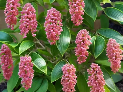 Euonymus Japonicus ‘Microphyllus Aureovariegatus’ (Japanese Spindle)