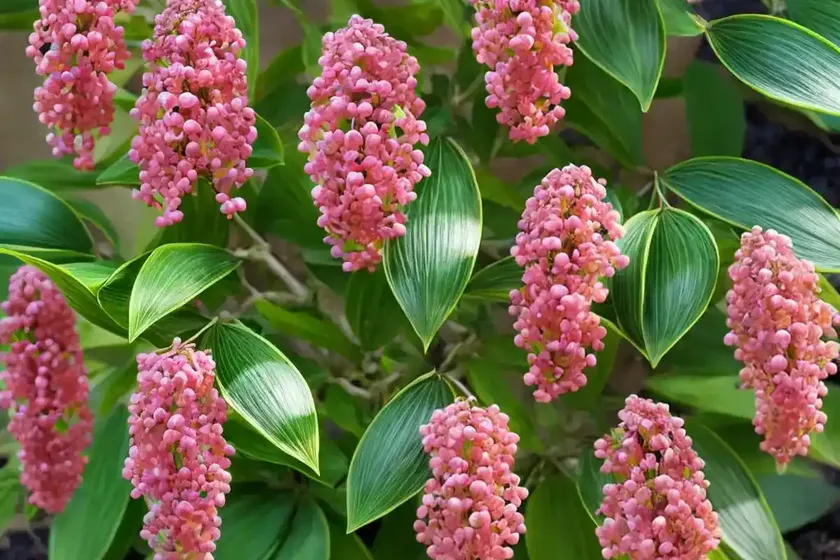 Euonymus japonicus ‘microphyllus aureovariegatus’ (japanese spindle)