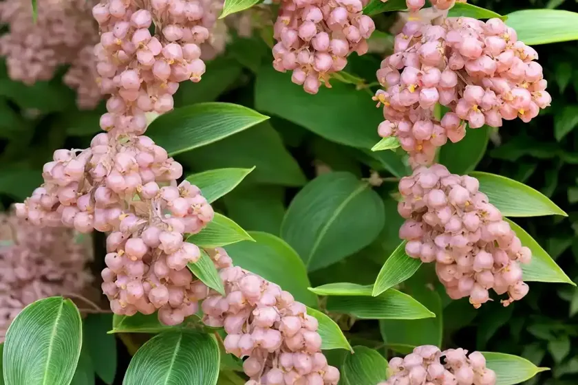 Euonymus japonicus ‘silver king’ (japanese spindle) — photo 3