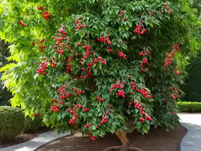 Euonymus Planipes (Spindle Tree)