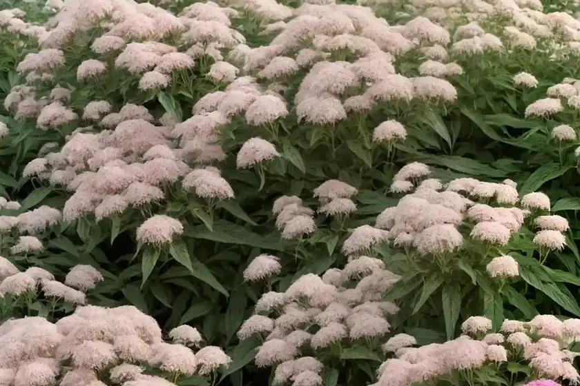 Eupatorium altissimum (tall boneset) — photo 2
