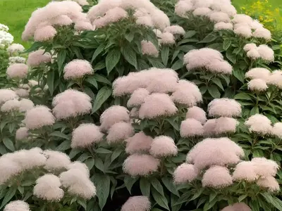 Eupatorium Altissimum (Tall Boneset)