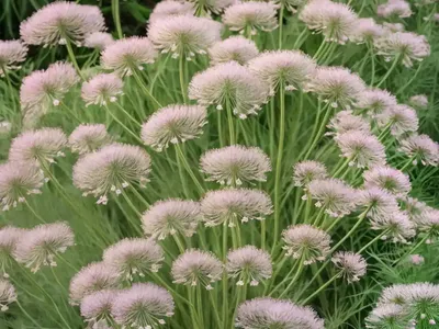 Eupatorium Capillifolium (Dog Fennel)