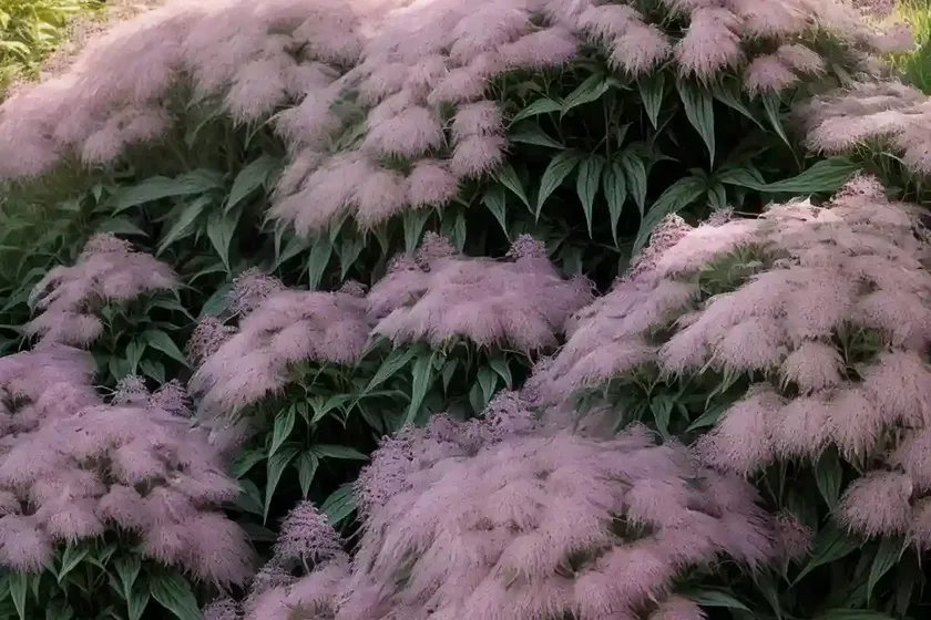 Eupatorium maculatum (atropurpureum group) ‘gateway’ (joe-pye weed) — photo 2