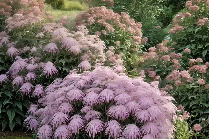 Eupatorium maculatum (atropurpureum group) ‘gateway’ (joe-pye weed) — photo 3