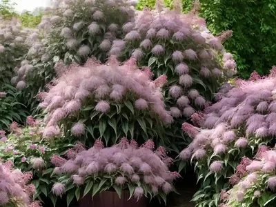 Eupatorium Maculatum (Atropurpureum Group) ‘Gateway’ (Joe-Pye Weed)