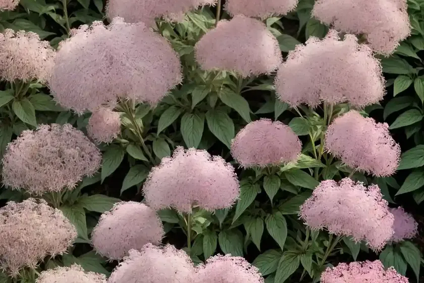 Eupatorium maculatum (atropurpureum group) ‘riesenschirm’ (joe-pye weed) — photo 3
