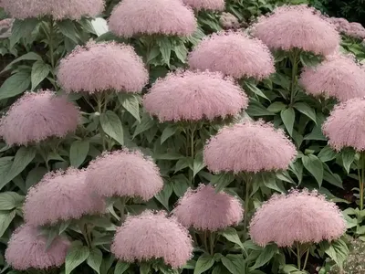 Eupatorium Maculatum (Atropurpureum Group) ‘Riesenschirm’ (Joe-Pye Weed)