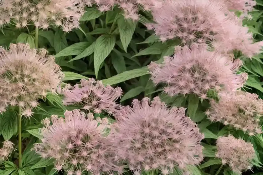 Eupatorium maculatum (spotted joe-pye weed) — photo 2