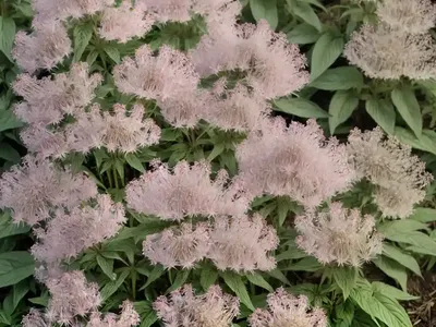 Eupatorium Maculatum (Spotted Joe-Pye Weed)