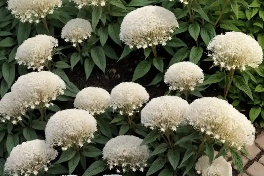 Eupatorium perfoliatum (common boneset) — photo 2