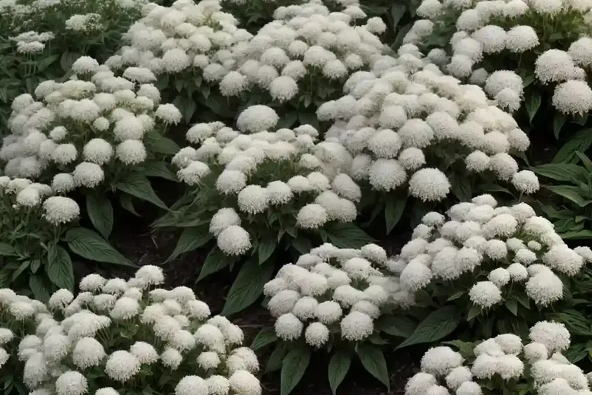 Eupatorium perfoliatum (common boneset) — photo 3