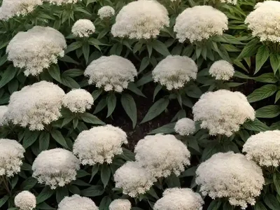 Eupatorium Perfoliatum (Common Boneset)