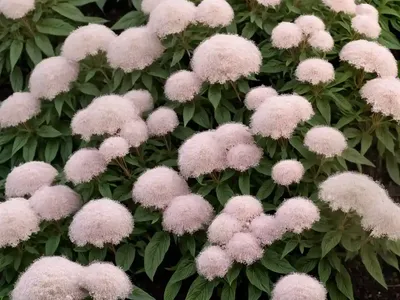 Eupatorium Serotinum (Late Boneset)