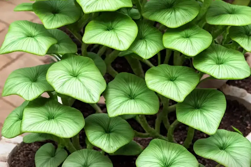 Euphorbia ammak ‘variegata’ (candelabra spurge) — photo 3