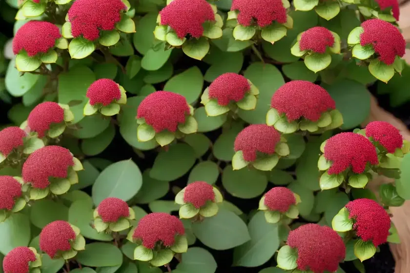 Euphorbia amygdaloides ‘ruby glow’ (wood spurge) — photo 3