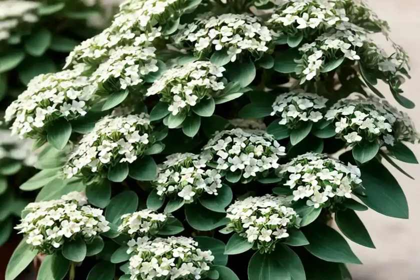 Euphorbia corollata (flowering spurge)