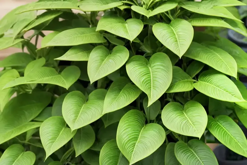Euphorbia pterococca (euphorbia pterococca) — photo 2
