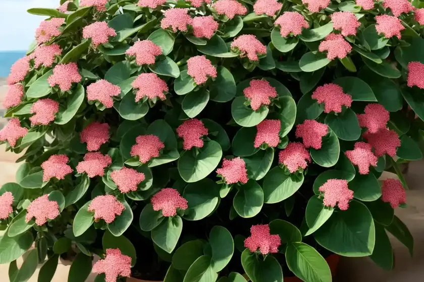 Euphorbia terracina (euphorbia terracina) — photo 2